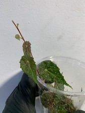 Begonia aff. geminiflora Rare