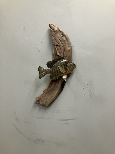 Bluegill taxidermy mount - bluegill, on