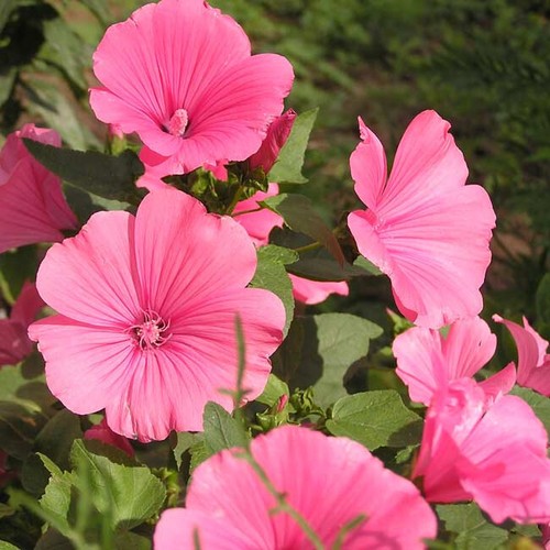 Lavatera trimestris silver - lavatera,