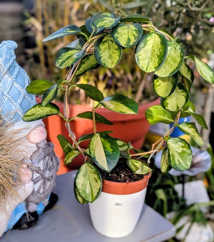 Hoya australis lisa healthy - australis,