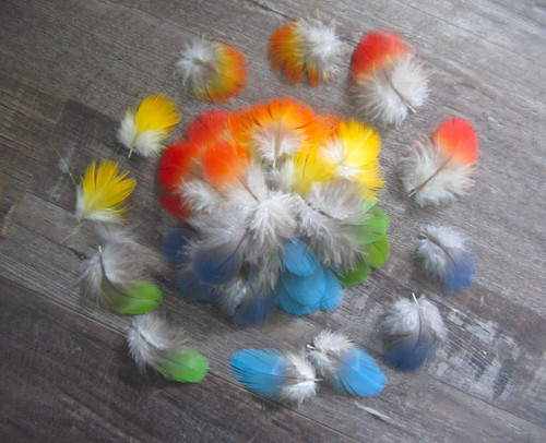 Multi colored macaw parrot - 50,