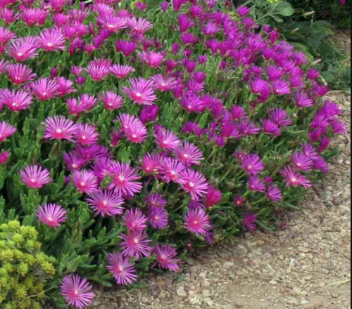 Magenta delosperma coopers - magenta, /