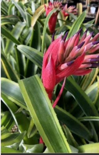 Billbergia bromeliad nutans - billbergia,