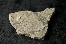 Fossil Egg Shell Saltasaurus
