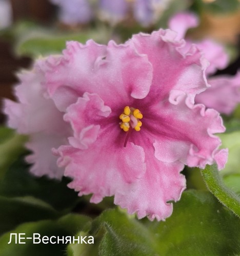 Bundle african violets - 3,