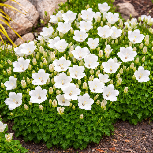 Rockery garden white - uk,