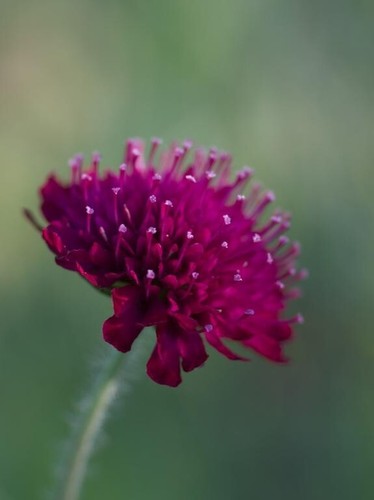 Scabious knautia macedonica - knautia,