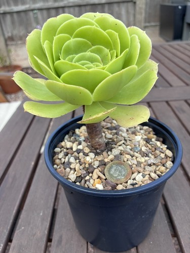 Aeonium magnificum rare - aeonium,