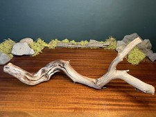 20” Manzanita Driftwood
