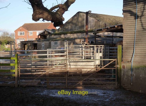 Photo 6x4 cattle crush - cattle,