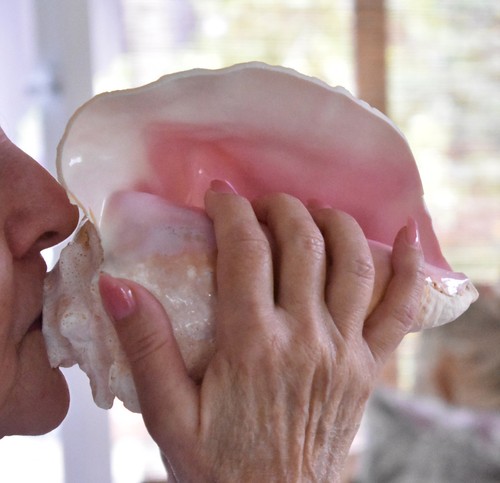 Large conch seashell - large,