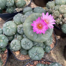 5-6cm Succulent Plant cactus home potted Garden beautiful  Plants