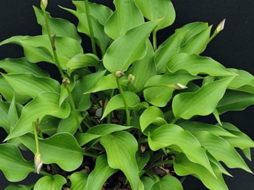 Hosta harry van trier - hosta,