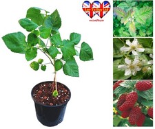 Raspberry or Loganberry Fruit Plant in Pot,35–50cm,UK-Grown,Healthy&Rdy to Fruit