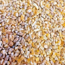 MIXED CORN poultry feed