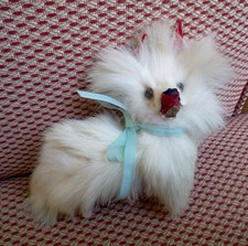 Spitz Samoyed Pomeranian White