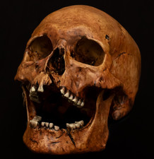 Human Skull life sized