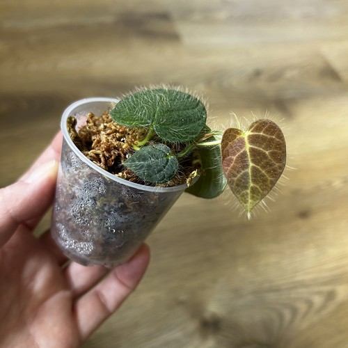 Ficus villosa unusual - ficus, villosa-