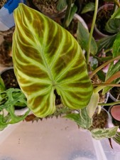 Philodendron, Monstera, Begonia. Terrarium. Bioactive.Rarer Houseplant Unbranded