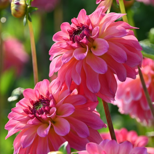 Dahlia tuber belfloor - belfloor,