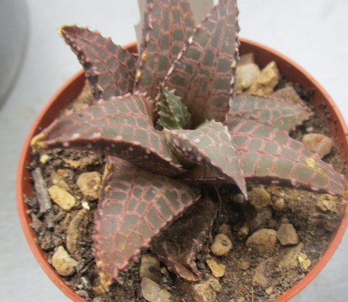 Haworthia tessellata - haworthia,