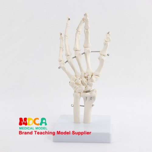 Life size human hand joint - size,