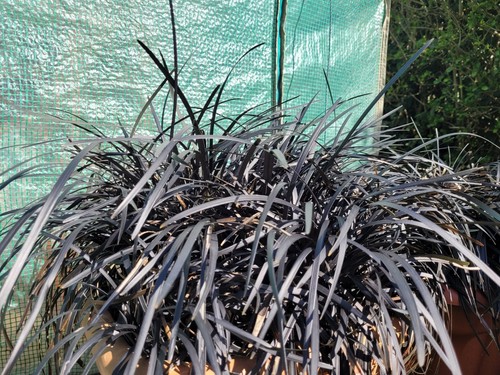 Black dragon grass - black,
