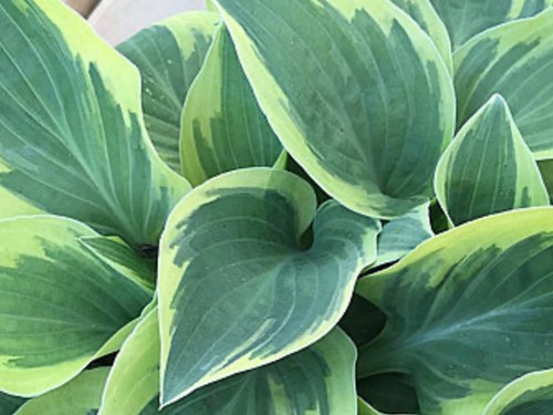Hosta bedazzled pot grown - bedazzled,