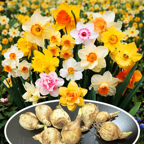 100 mix dwarf - daffodil, bulbs