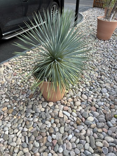 Beaked yucca potted plant - plant, in