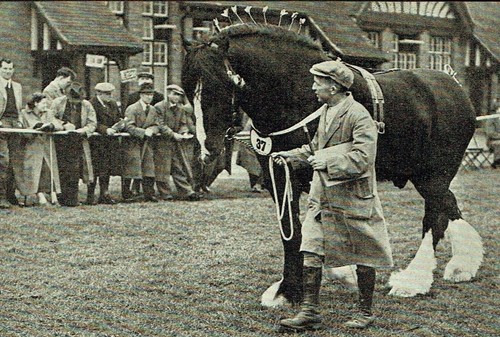 Shire horse show derby - show,