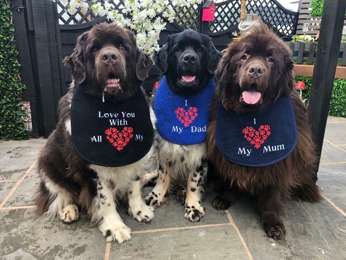 Big dog drool slobber bib - drool/slobber,