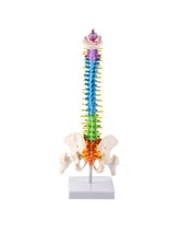 45cm Human Spine Model