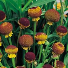 15 Autumn Lollipop Helenium