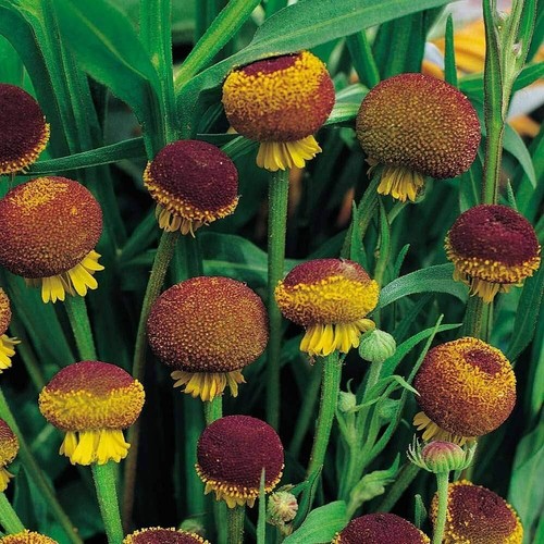 Autumn lollipop helenium - autumn,