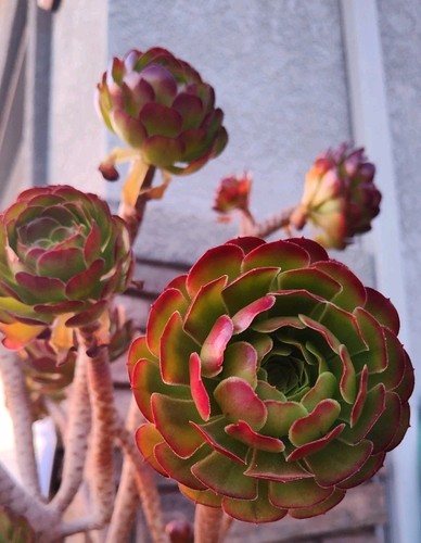 Five cuttings aeonium - five,