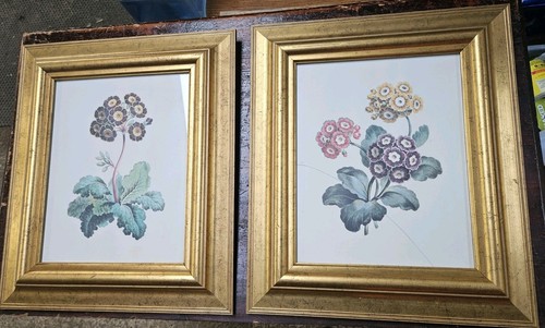 Pair 1795 botanical prints - pair,