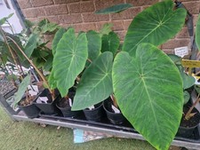 Colocasia Pink china. Hardy giant elephant ears. Tropical garden  Plants. 