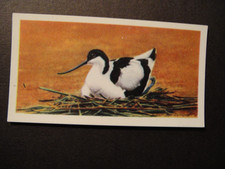 BROOKE BOND PG TIPS BRITISH BIRDS FRANCES PITT SERIES   #4 THE AVOCET