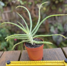 One Large Aloe Vera House