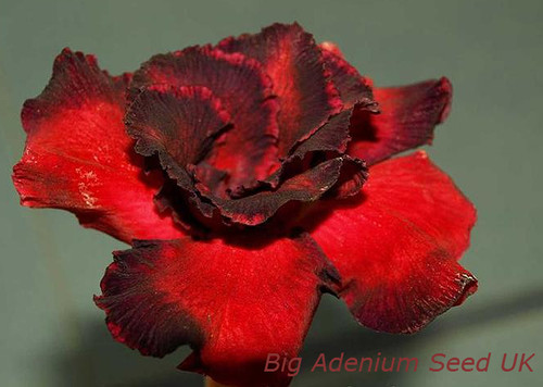 100 adenium obesum - 100,