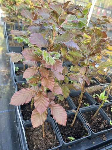 Purple copper beech tree - beech,