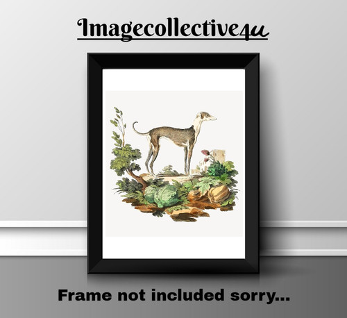 Greyhound dog pet print - dog,