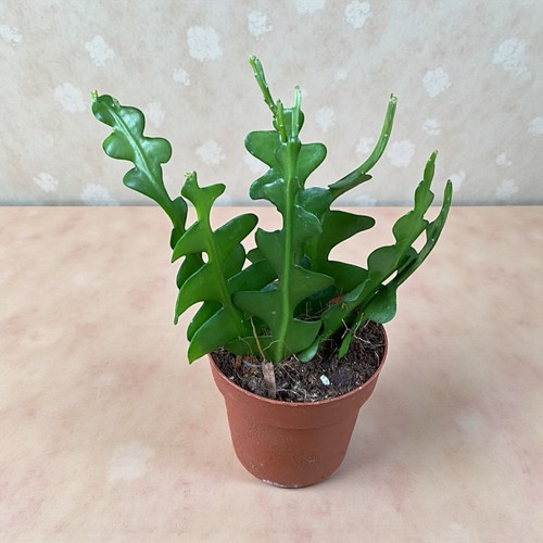 Fishbone cactus epiphyllum - fishbone,