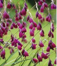 Dierama Blackbird - Angel's