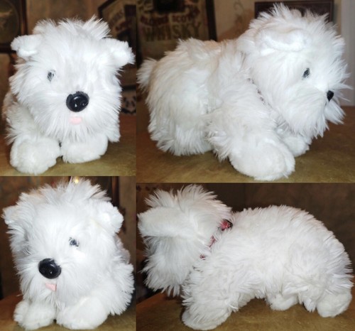 West highland terrier - terrier,, westie