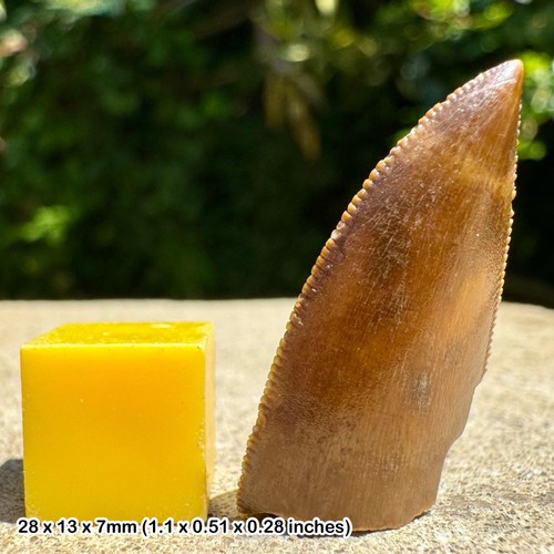 Majungasaurus dinosaur tooth