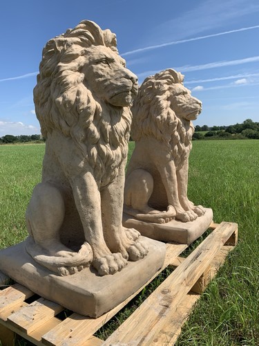 Large proud lion heavy - lion,