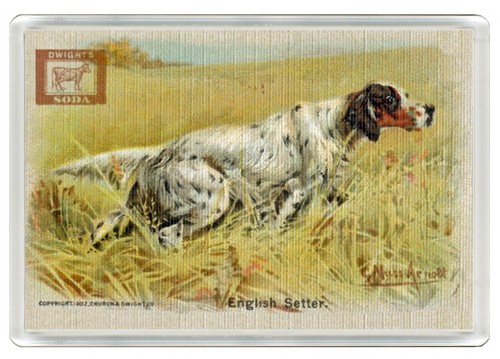 English setter dog fridge - english,