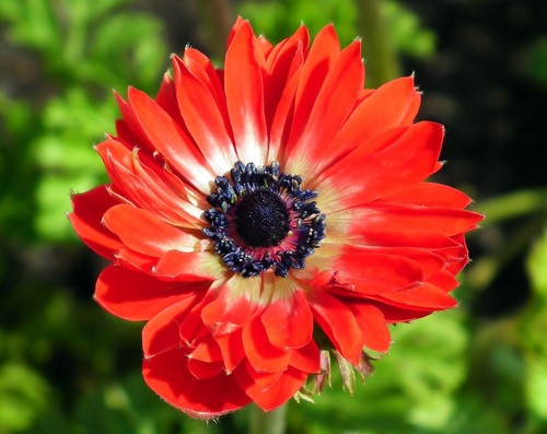 Anemone the governor - anemone, red
